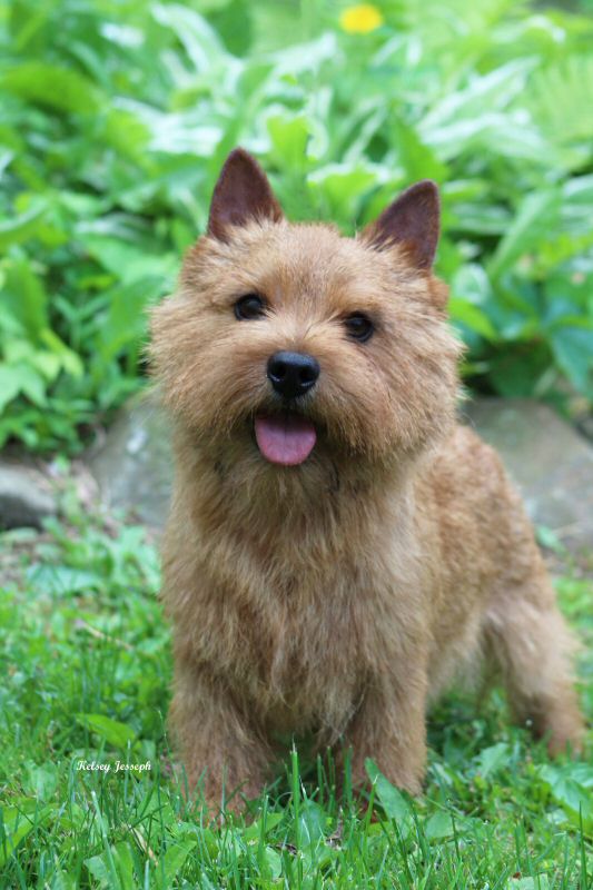 Norwich terrier best sale puppies